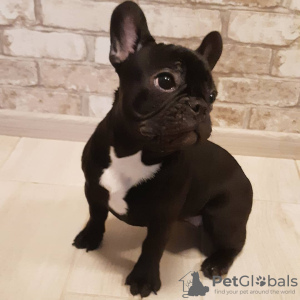 Additional photos: french bulldog