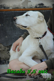 Photo №3. Central Asian Shepherd Puppy. Russian Federation