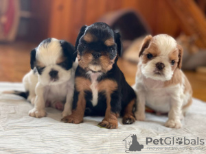 Photo №4. I will sell cavalier king charles spaniel in the city of Zhytomyr. from nursery, breeder - price - 800$