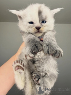 Photo №2 to announcement № 164230 for the sale of maine coon - buy in Finland breeder