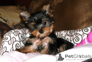 Photo №1. yorkshire terrier - for sale in the city of Los Angeles | 850$ | Announcement № 19610