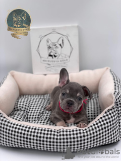Photo №2 to announcement № 11521 for the sale of french bulldog - buy in Russian Federation from nursery