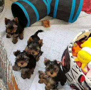 Photo №2 to announcement № 123115 for the sale of yorkshire terrier - buy in United States 