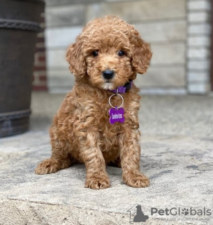 Photo №1. poodle (toy) - for sale in the city of Сан-Хуан | 300$ | Announcement № 49855
