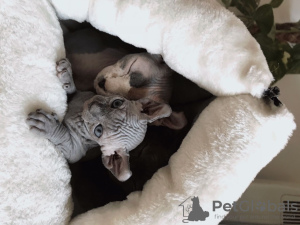 Additional photos: Sphynx Kittens For Sale