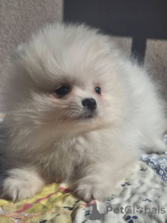 Photo №4. I will sell pomeranian in the city of New Garden.  - price - 619$