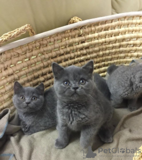 Photo №4. I will sell british shorthair in the city of London.  - price - Is free
