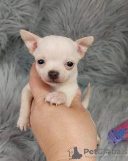 Photo №2 to announcement № 115485 for the sale of chihuahua - buy in Canada from the shelter