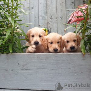 Photo №2 to announcement № 115948 for the sale of golden retriever - buy in Germany private announcement