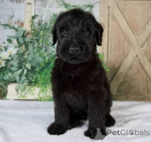 Photo №2 to announcement № 172777 for the sale of giant schnauzer - buy in Andorra 