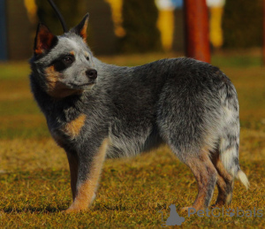 Photo №4. I will sell australian cattle dog in the city of Bačka Topola. breeder - price - 1882$