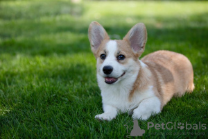 Photo №4. I will sell welsh corgi in the city of Geneva. private announcement, breeder - price - 1661$