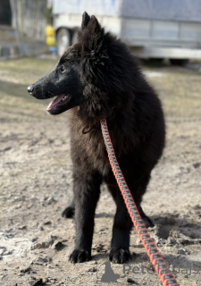 Photo №3. Belgian shepherd Grushendal. Latvia