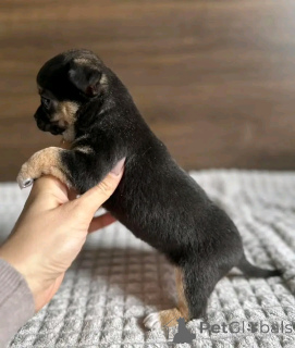 Photo №4. I will sell chihuahua in the city of Chicago. breeder - price - 350$