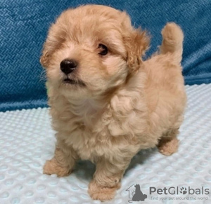 Additional photos: Toy Poodle puppies available