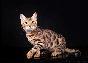 Photo №1. bengal cat - for sale in the city of Ryazan | 115$ | Announcement № 4250