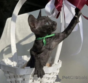 Photo №1. cornish rex - for sale in the city of Baden Baden | 361$ | Announcement № 177737