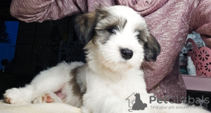 Additional photos: Tibetan Terrier puppies
