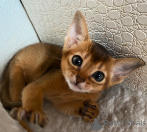 Photo №3. Abyssinian kittens. Belarus