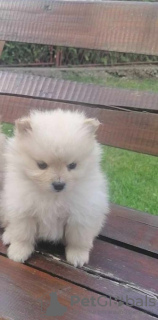 Additional photos: Pomeranian Spitz puppies