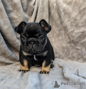 Photo №1.  - for sale in the city of Erkrath | 361$ | Announcement № 154317