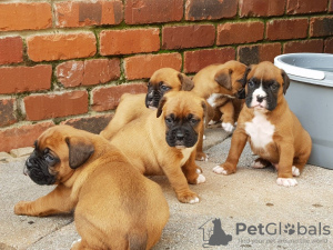 Photo №2 to announcement № 23738 for the sale of boxer - buy in Germany 