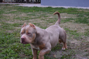 Additional photos: american bully (ambulli)