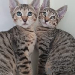 Photo №1. savannah cat - for sale in the city of Berlin | 317$ | Announcement № 70416