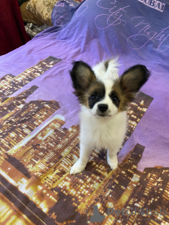 Photo №1. papillon dog - for sale in the city of Minsk | 600$ | Announcement № 53711