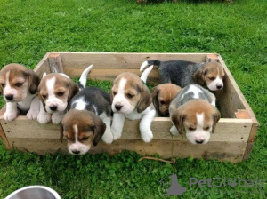 Photo №1. beagle - for sale in the city of Даббо | 317$ | Announcement № 71708