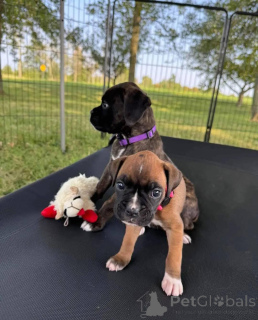 Photo №2 to announcement № 172215 for the sale of boxer - buy in Germany private announcement