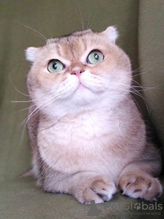 Photo №4. I will sell scottish fold in the city of Москва. private announcement - price - Is free