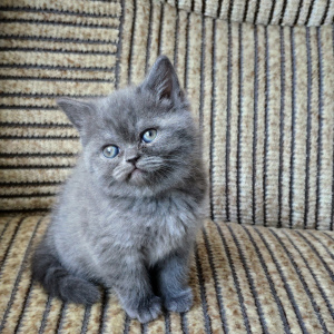 Photo №4. I will sell british longhair, british shorthair in the city of Minsk. private announcement - price - 73$