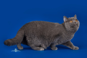 Photo №2 to announcement № 1717 for the sale of british shorthair - buy in Russian Federation from nursery