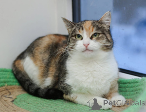 Photo №2 to announcement № 147636 for the sale of  - buy in Russian Federation private announcement