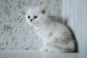 Photo №4. I will sell british shorthair in the city of Grodno. breeder - price - 350$