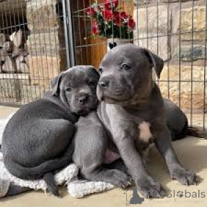 Photo №1. staffordshire bull terrier - for sale in the city of Paris | 1032$ | Announcement № 164745
