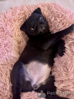 Photo №1. pug - for sale in the city of Hardenberg | negotiated | Announcement № 171668