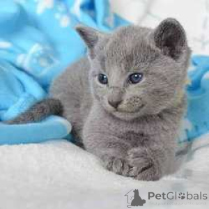 Photo №1. russian blue - for sale in the city of Barsel | 258$ | Announcement № 155669