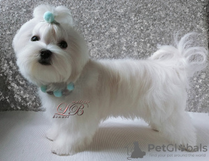 Photo №2 to announcement № 17931 for the sale of maltese dog - buy in Ukraine from nursery
