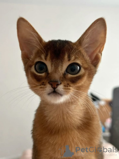 Photo №3. Abyssinian Cat. Germany