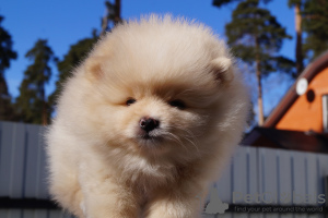 Photo №1. pomeranian - for sale in the city of Москва | 456$ | Announcement № 41067