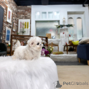 Photo №2 to announcement № 176327 for the sale of maltese dog - buy in Belgium breeder