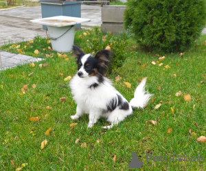 Photo №3. Papillon, bred bitch. Belarus