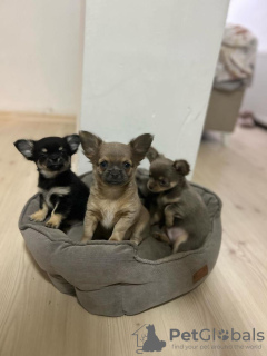 Additional photos: Selling three Chihuahua boys with official documents and vaccinated