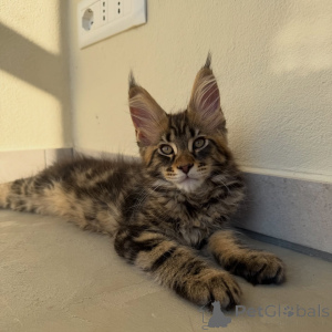 Photo №4. I will sell maine coon in the city of Stockholm. breeder - price - negotiated