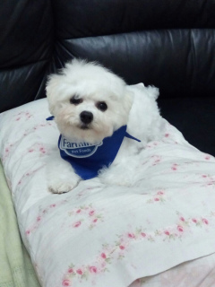 Photo №2 to announcement № 1076 for the sale of bichon frise - buy in Belarus private announcement, from nursery, breeder