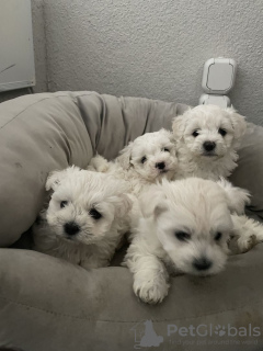 Photo №1. maltese dog - for sale in the city of Degerby | 317$ | Announcement № 72005