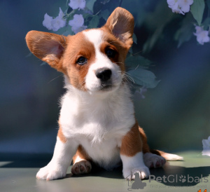 Photo №1. welsh corgi - for sale in the city of Руза | 781$ | Announcement № 54516