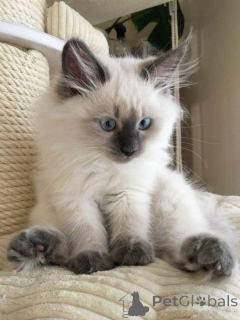 Photo №2 to announcement № 157696 for the sale of burmese cat - buy in Germany from the shelter, breeder